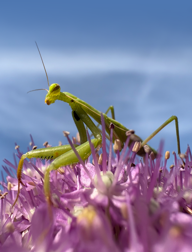 Una foto ravvicinata, scattata con l’ultra-grandangolo del sistema evoluto a doppia fotocamera di iPhone 16.